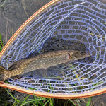 Landing Fish Net Fishing